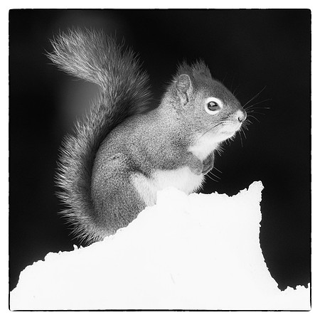 Red squirrel #2