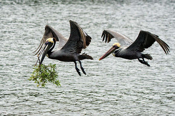 Brown pelicans with nest material