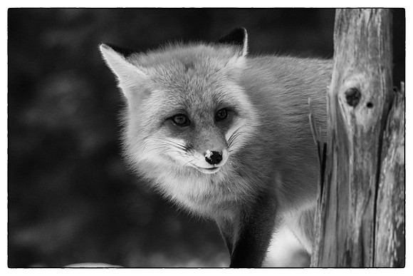 Red fox #1