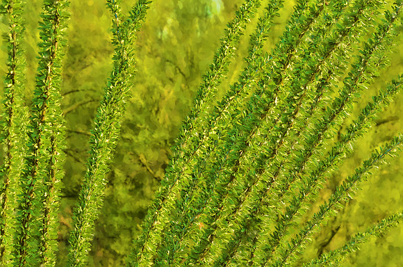Ocotillo stems in leaf
