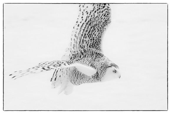 Snowy owl #1