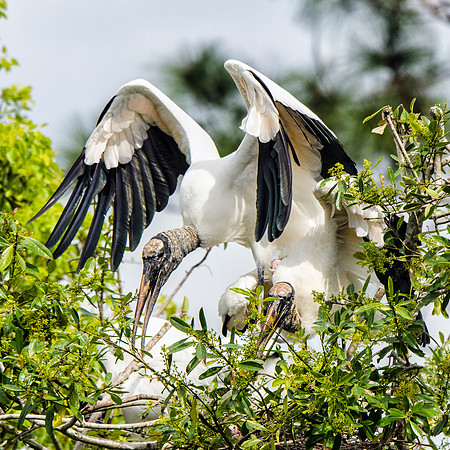 Mating wood storks