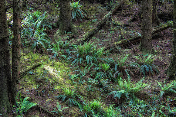 Temperate rainforest