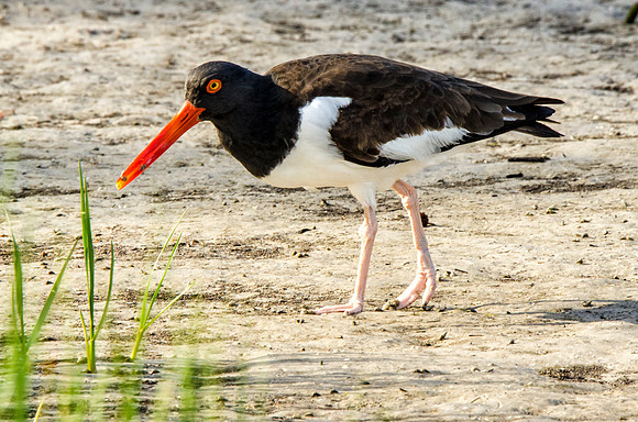 American oystercatcher