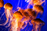 Jellyfish in Vancouver Aquarium