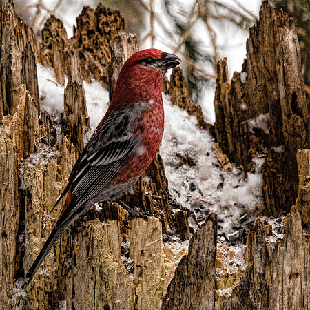 Red crossbill