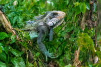 Green iguana