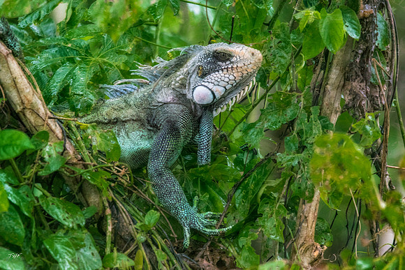 Green iguana