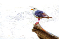 Western gull