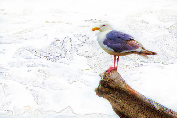 Western gull