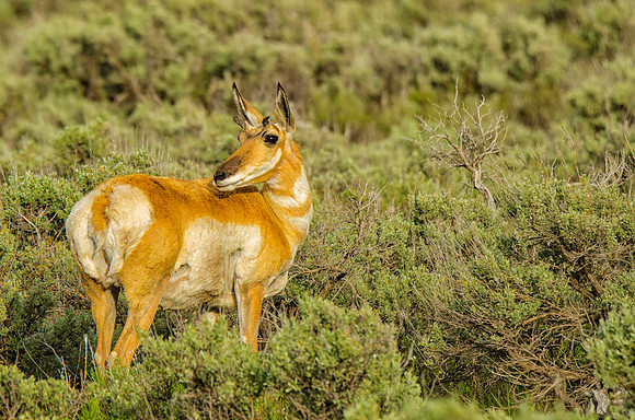 Female pronghorn antelope