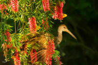 Limpkin #2
