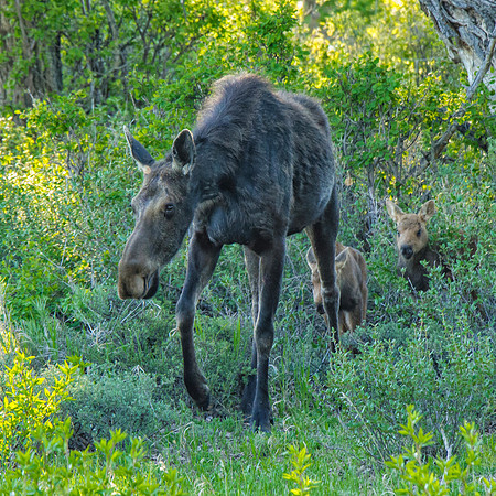 Mamma moose and her two calves