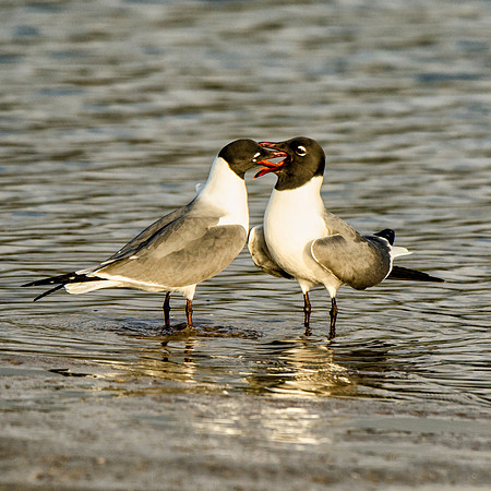 Laughing gull courtship #1