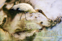 Woodstork #2
