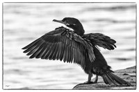 Double-crested cormorant