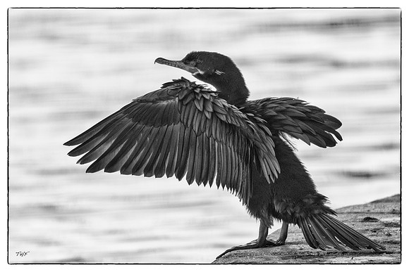 Double-crested cormorant