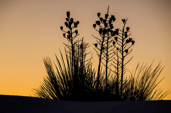 Yuccas in silhoutte at sunrise