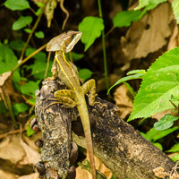 Male basilisk or 'jesu cristo' lizard