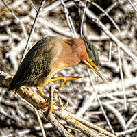 Green heron