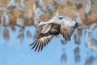 Sandhill crane