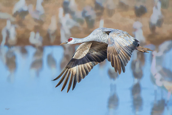 Sandhill crane