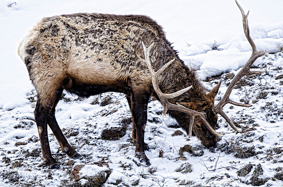 Bull elk feeding #2