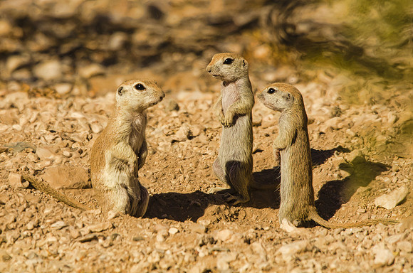 Mamma round-tailed ground squirrel and pups