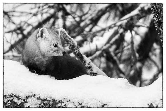 Pine marten #4