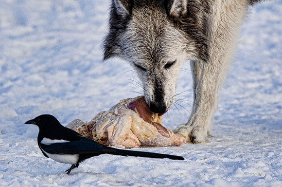 It's Friday -- time for real meat