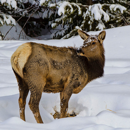 Cow elk