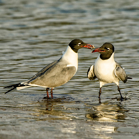 Passing the food