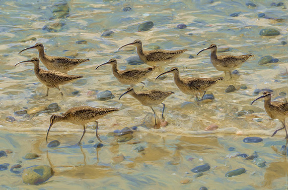 Whimbrels foraging at the tide line