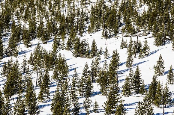 Rapid forest regeneration