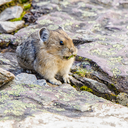 Pika #2