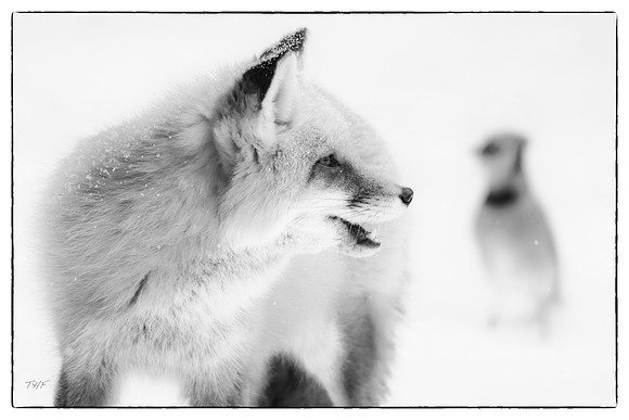 Red fox #2