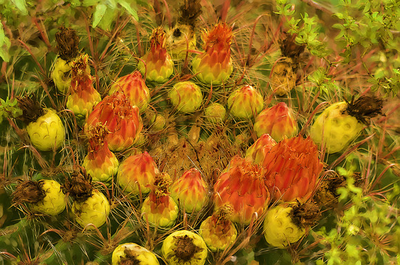 Barrel cactus after the bloom
