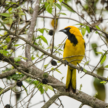 Yellow-backed oriole (?)
