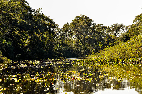 Typical large river with riverine forest