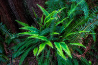 Ferns in temperate rainforest