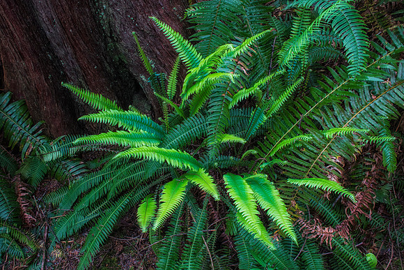 Ferns in temperate rainforest