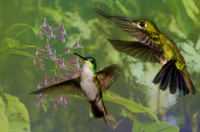 Female green-crowned brilliant and Andean emerald hummingbirds