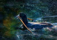 American coot