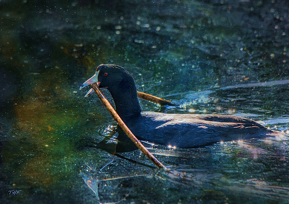 American coot