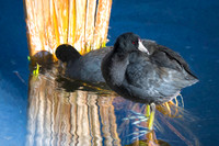 American coots