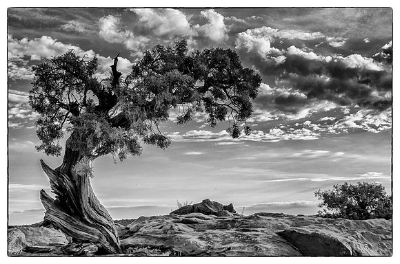 Ancient live juniper at the Dead Horse State Park overlook