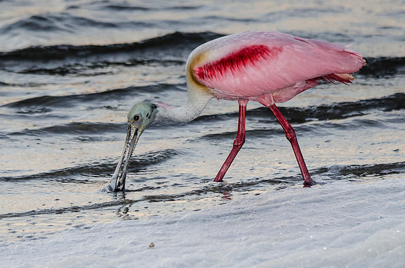 Roseate spoonbill at dawn