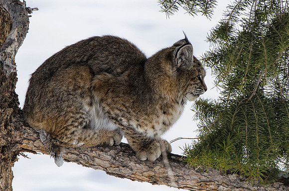 Hunting bobcat #2