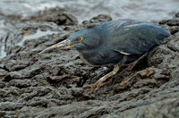 Lava heron