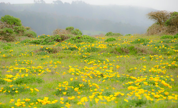 California poppies in April